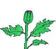 Quelques fleurs